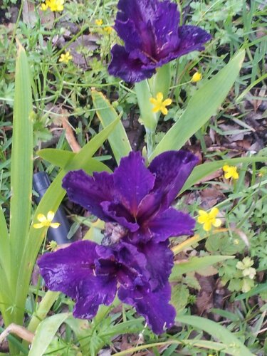 Here's whats blooming in my yard today..pretty, but not sure what it is.