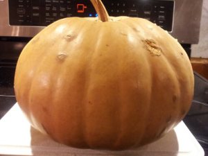 A beautiful pumpkin to cook with.